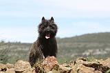 CAIRN TERRIER 136